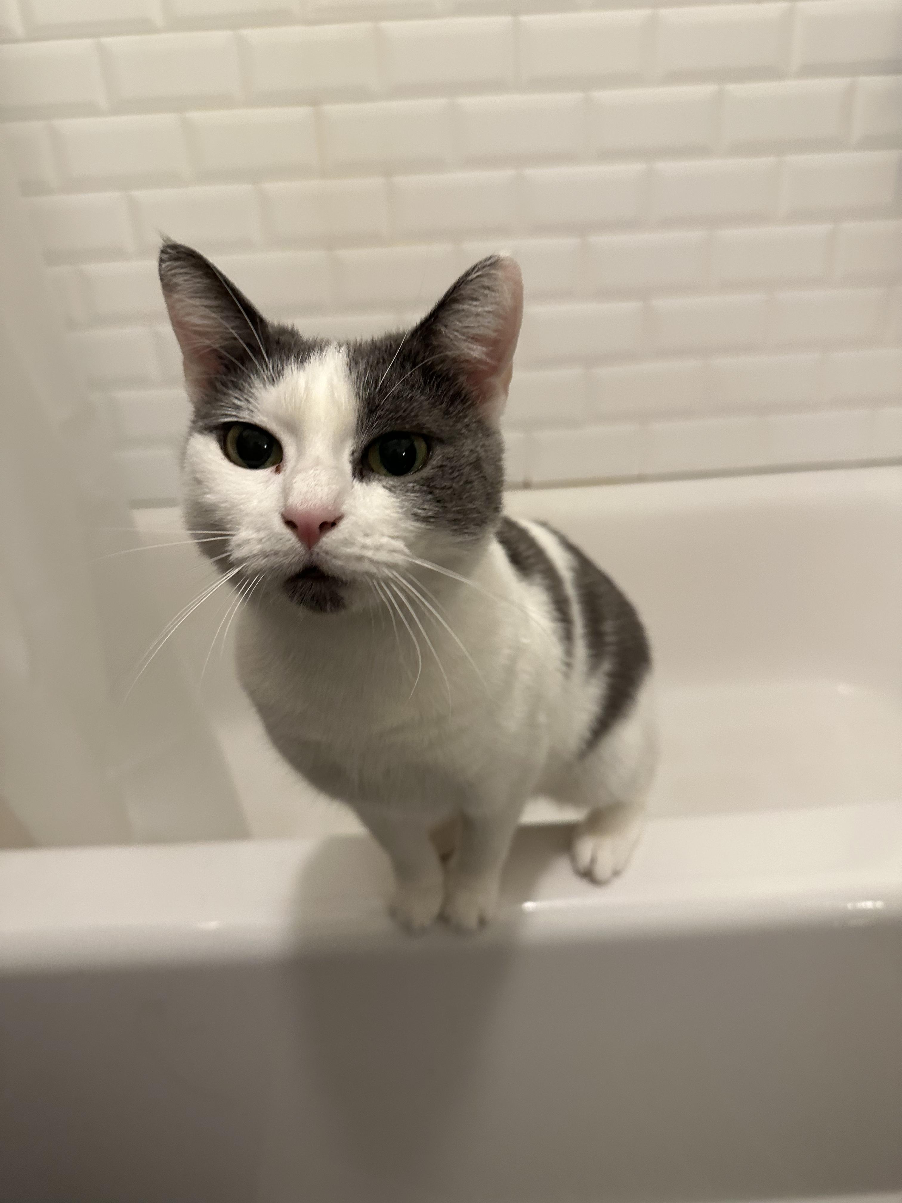 Frida, ADOPTABLE, Adult Female Domestic Short Hair.