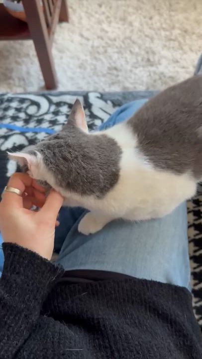 Enlarge Frida, a ADOPTABLE Domestic Short Hair in Brooklyn, NY video 6/6