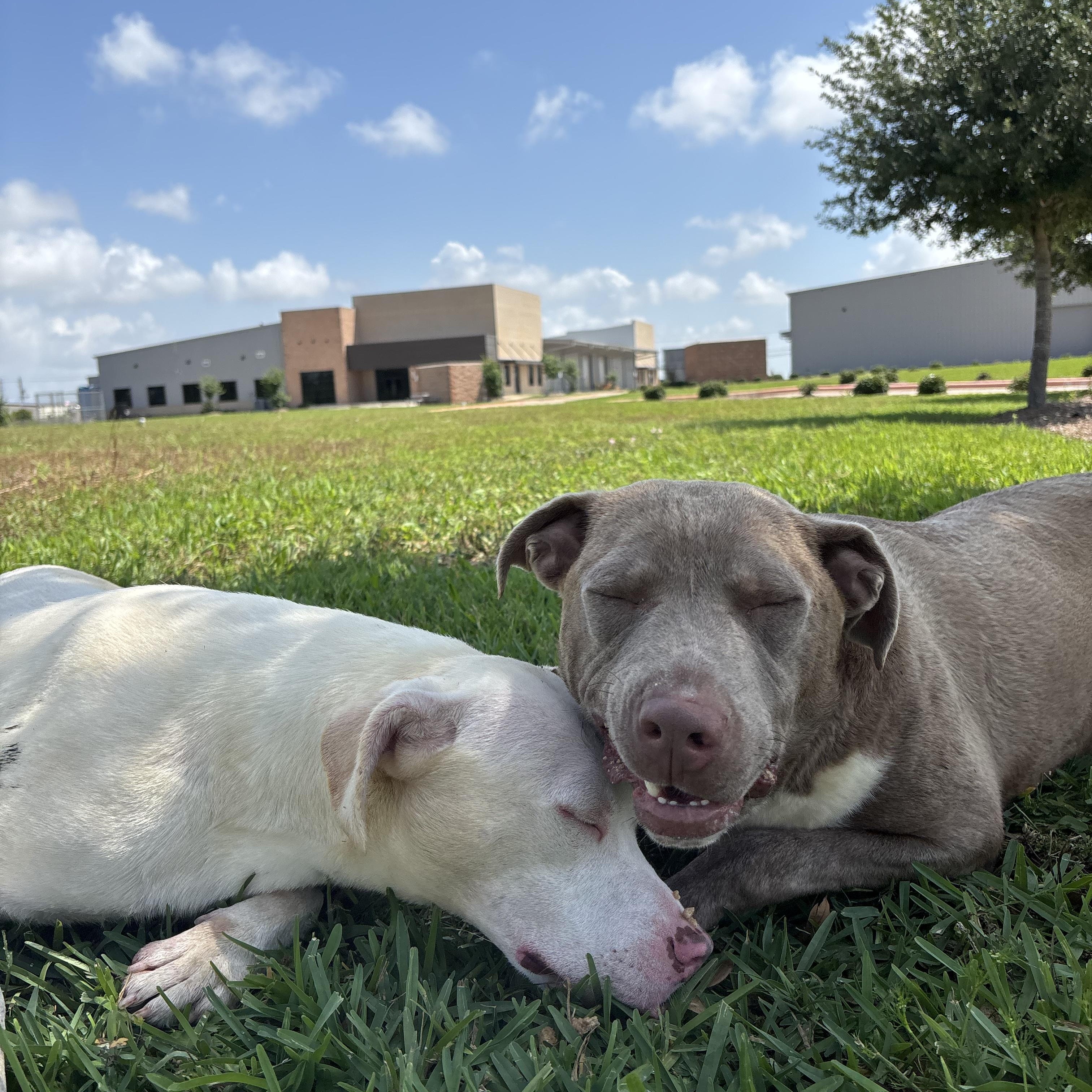 Enlarge Adonis & Aurora (bonded), an adopted mixed breed in Joppa, MD image 4/6