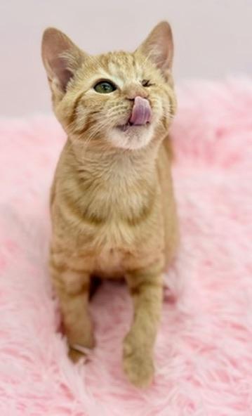Enlarge Fomite, a Adoptable Domestic Short Hair in Covington, LA image 6/6