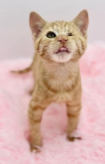 Enlarge Fomite, a Adoptable Domestic Short Hair in Covington, LA image 5/6