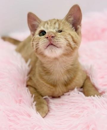 Enlarge Fomite, a Adoptable Domestic Short Hair in Covington, LA image 3/6