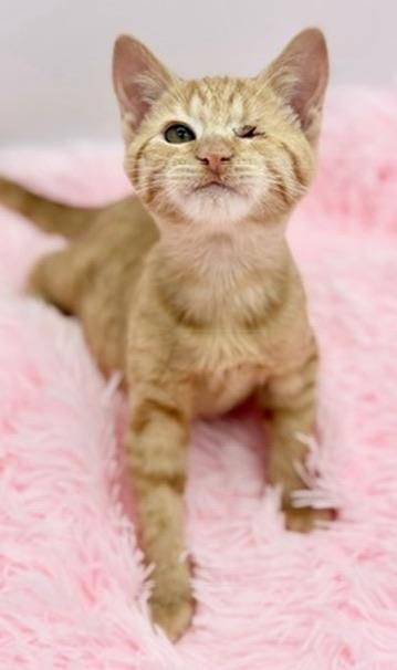 Enlarge Fomite, a Adoptable Domestic Short Hair in Covington, LA image 4/6