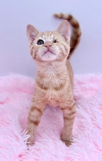 Enlarge Fomite, a Adoptable Domestic Short Hair in Covington, LA image 2/6