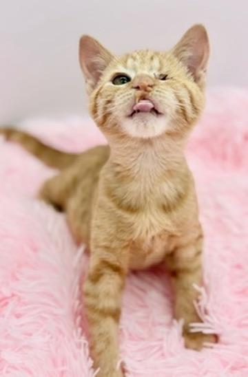 Enlarge Fomite, a Adoptable Domestic Short Hair in Covington, LA image 1/6