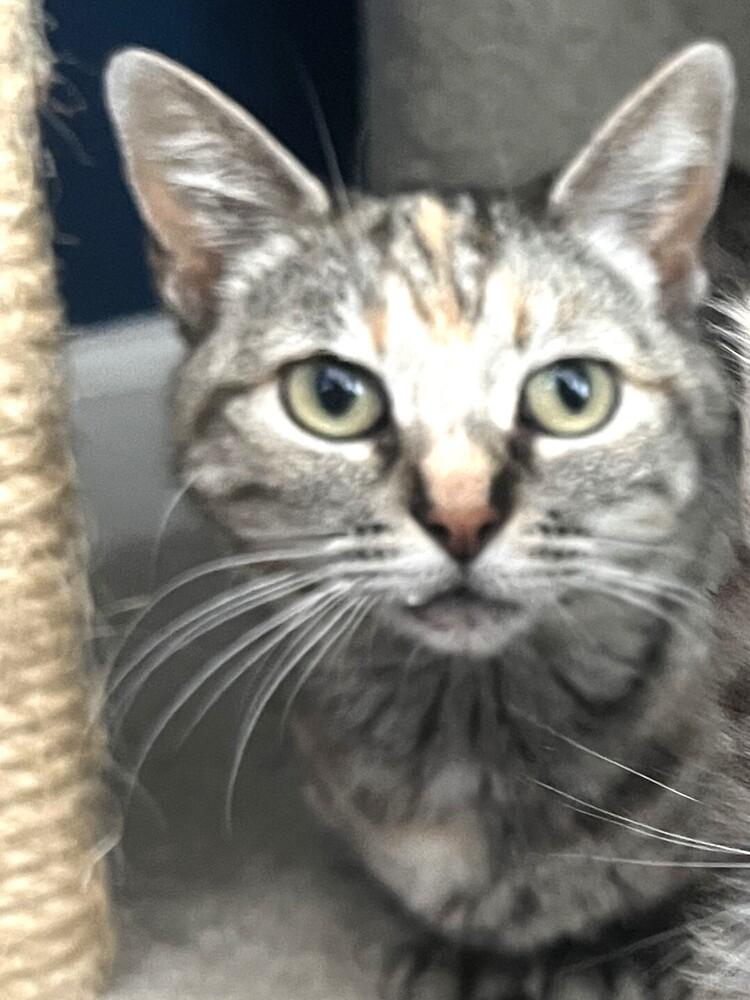 Maizie, Adopted, Adult Female Tabby & Domestic Short Hair.