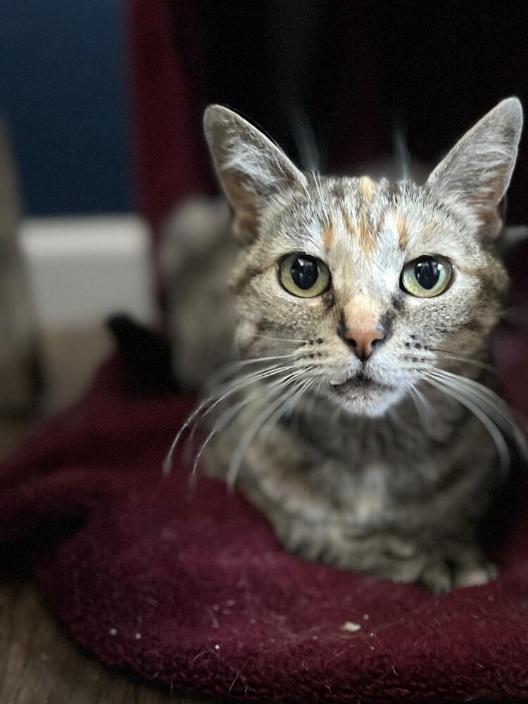 Enlarge Maizie, a Adopted mixed breed in Pinole, CA image 2/4