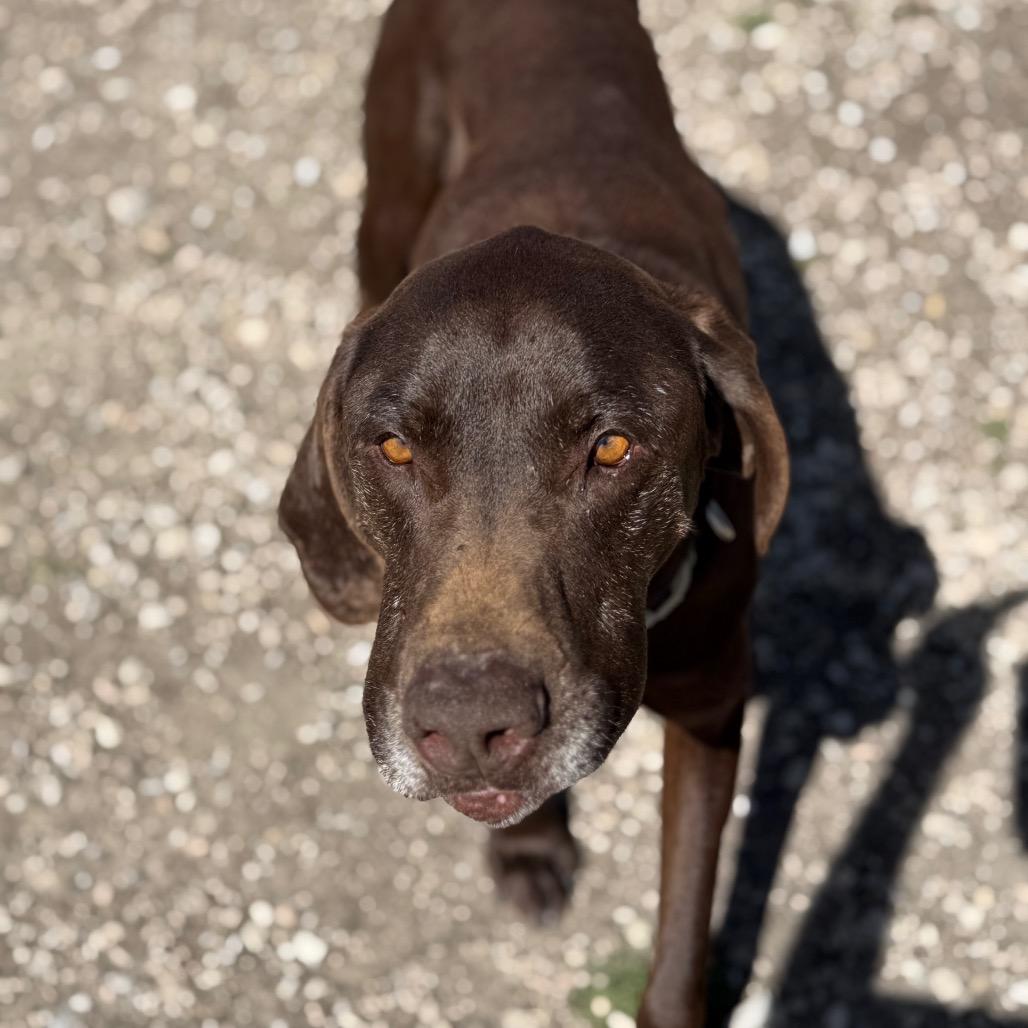 Peeta, Adoptable, Adult Male Mixed Breed.