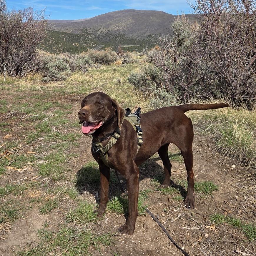Enlarge Peeta, a Adoptable Mixed Breed in Park City, UT image 2/6