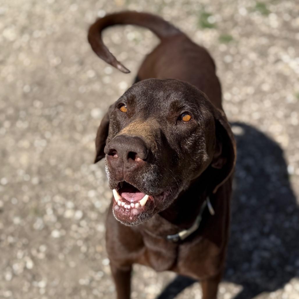 Enlarge Peeta, a Adoptable Mixed Breed in Park City, UT image 2/6