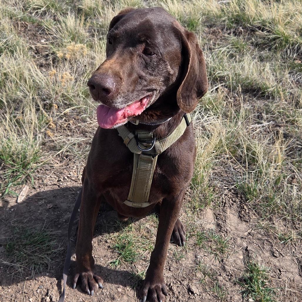 Enlarge Peeta, a Adoptable Mixed Breed in Park City, UT image 3/6