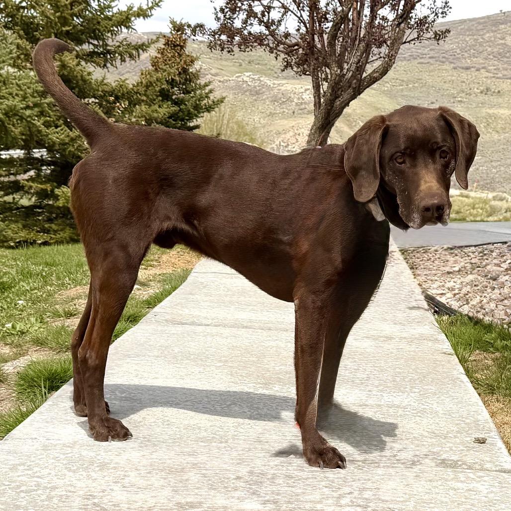 Enlarge Peeta, a Adoptable Mixed Breed in Park City, UT image 4/6