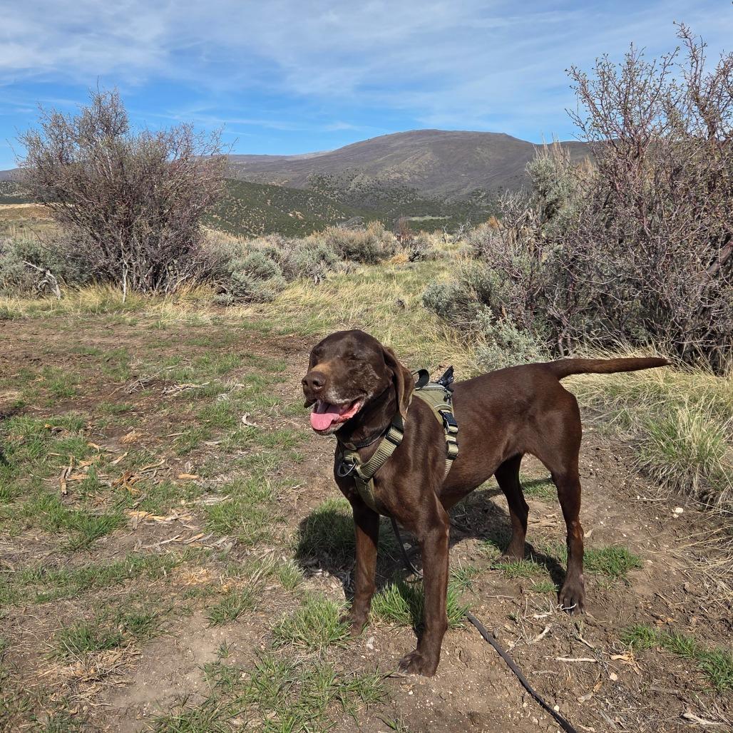 Enlarge Peeta, a Adoptable Mixed Breed in Park City, UT image 5/6