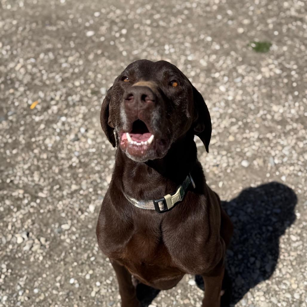 Enlarge Peeta, a Adoptable Mixed Breed in Park City, UT image 6/6