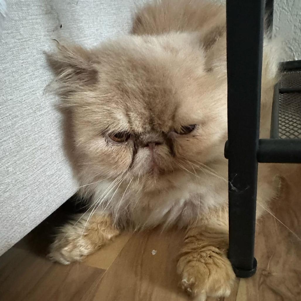 Sweetie Boy, Adoptable, Young Male Persian.