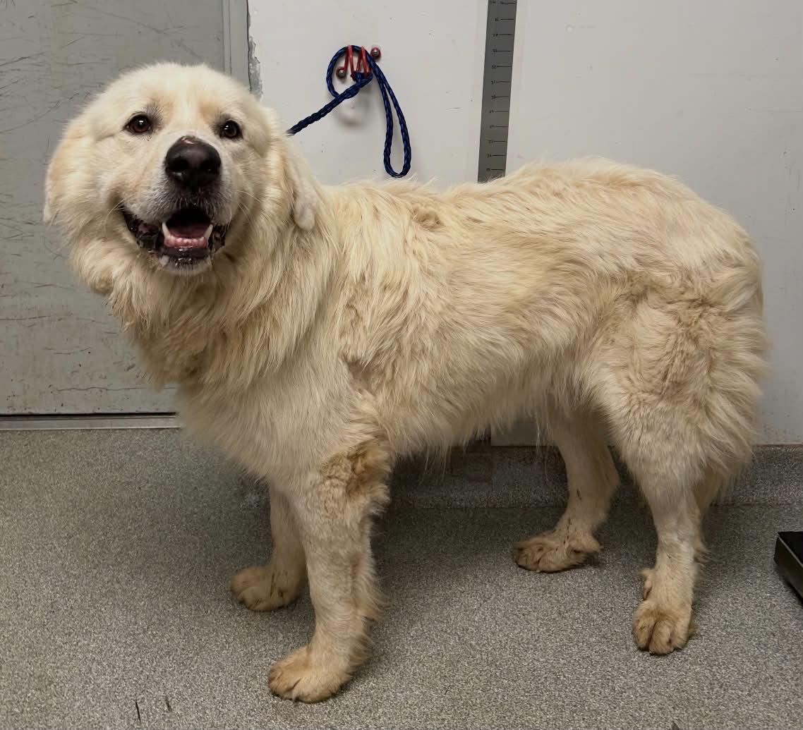 Dewey, Adoptable, Young Male Great Pyrenees.