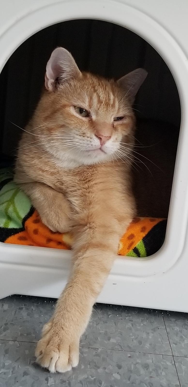 Enlarge Simon Sez, a ADOPTABLE Domestic Short Hair in Delmont, PA image 1/3