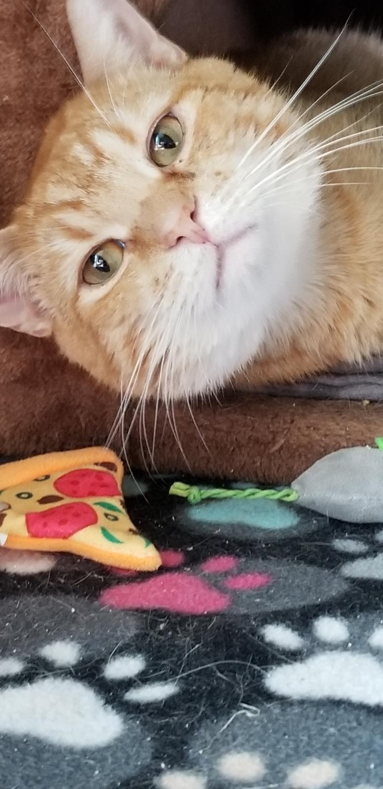 Enlarge Simon Sez, a ADOPTABLE Domestic Short Hair in Delmont, PA image 2/3