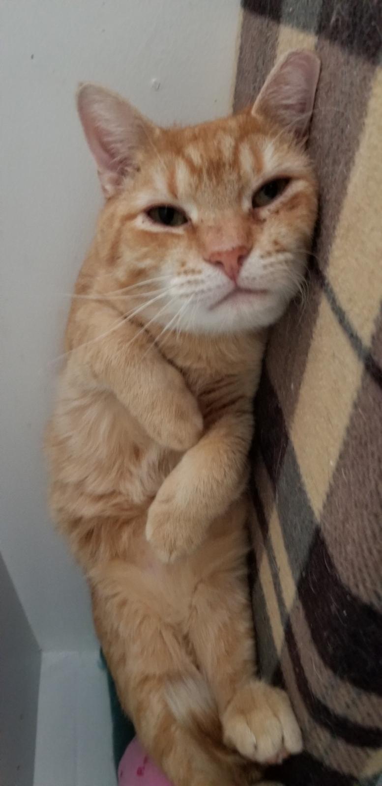 Enlarge Simon Sez, a ADOPTABLE Domestic Short Hair in Delmont, PA image 3/3