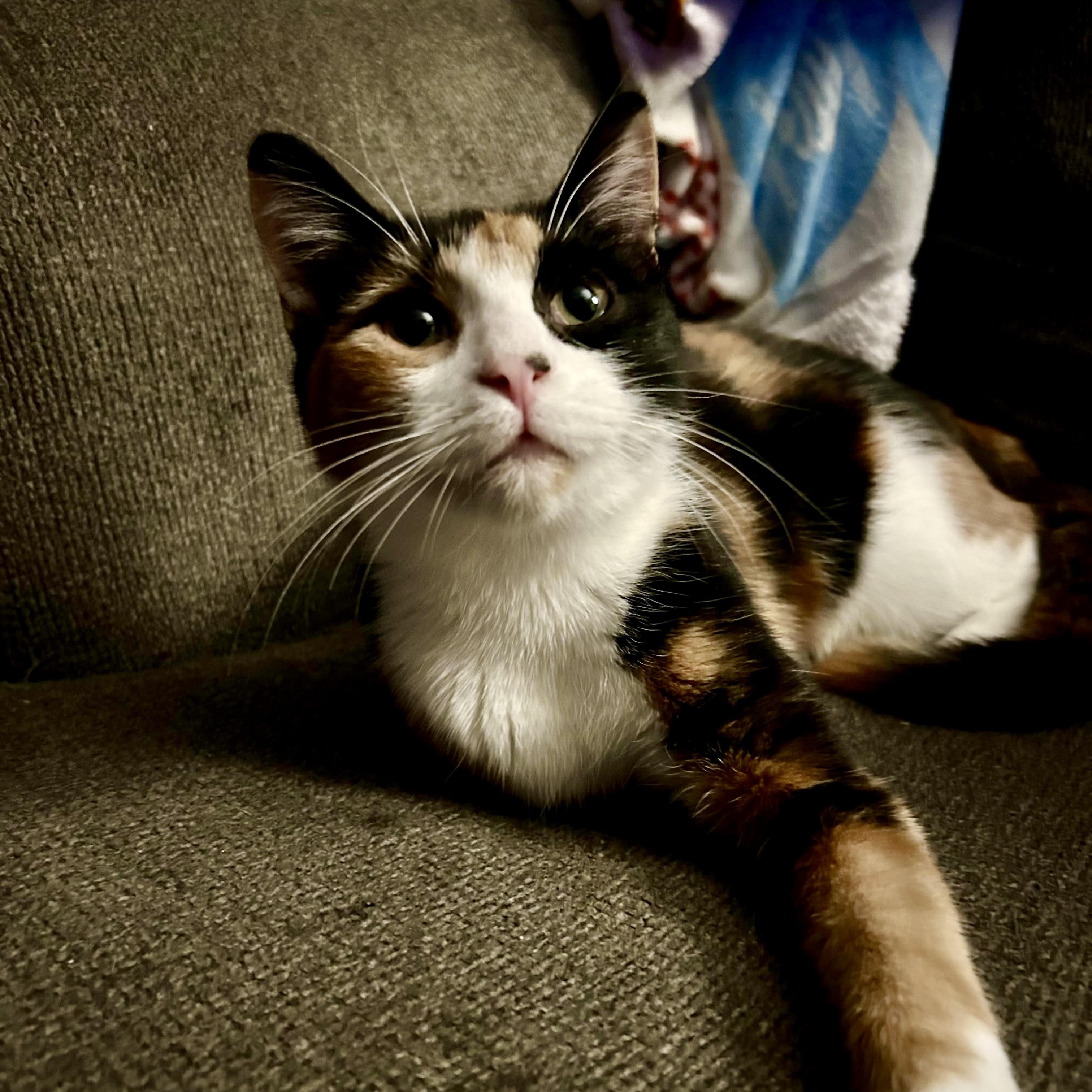 Heidi, Adoptable, Kitten Female Domestic Short Hair.