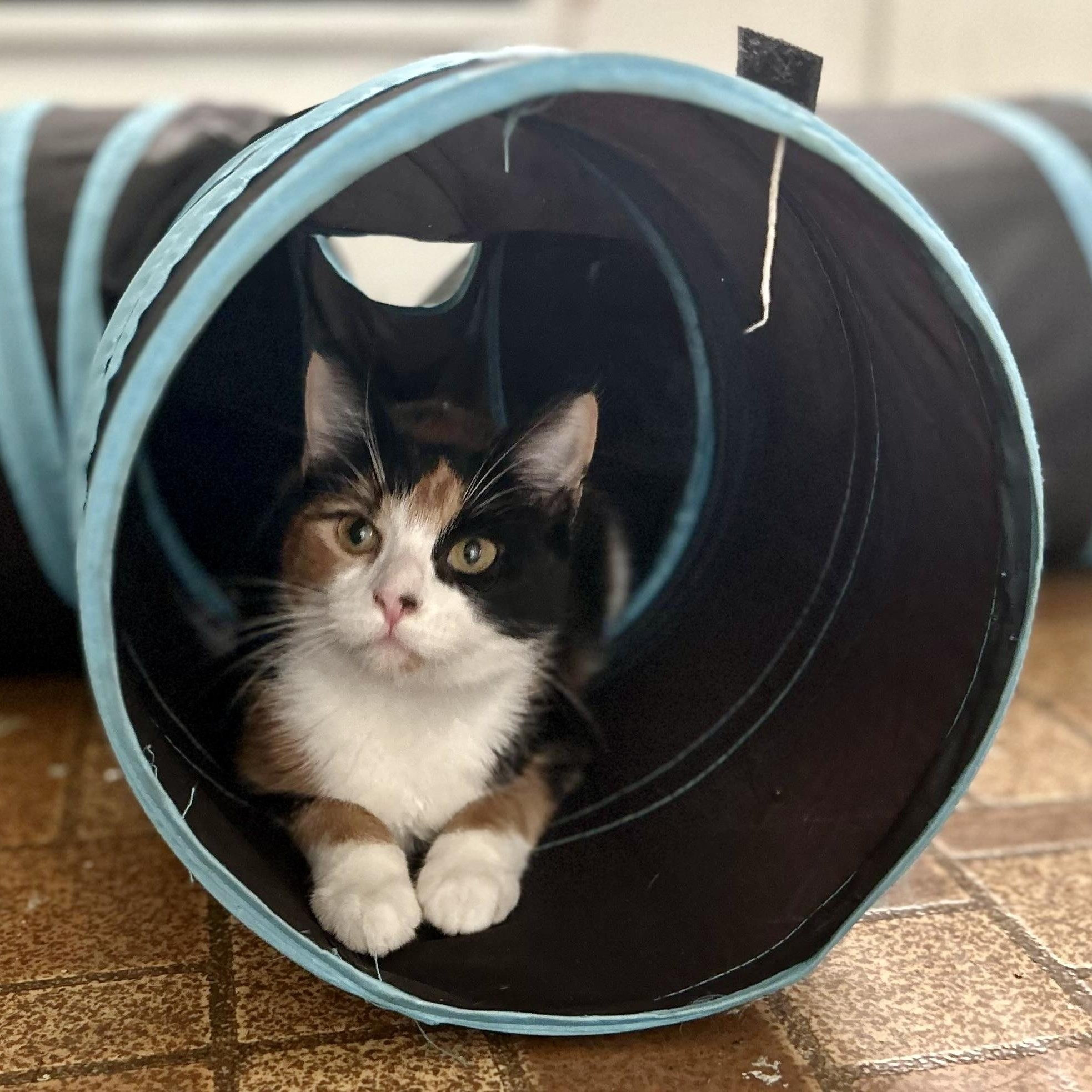 Heidi, a Adoptable Domestic Short Hair in Cleveland, OH image 2/3