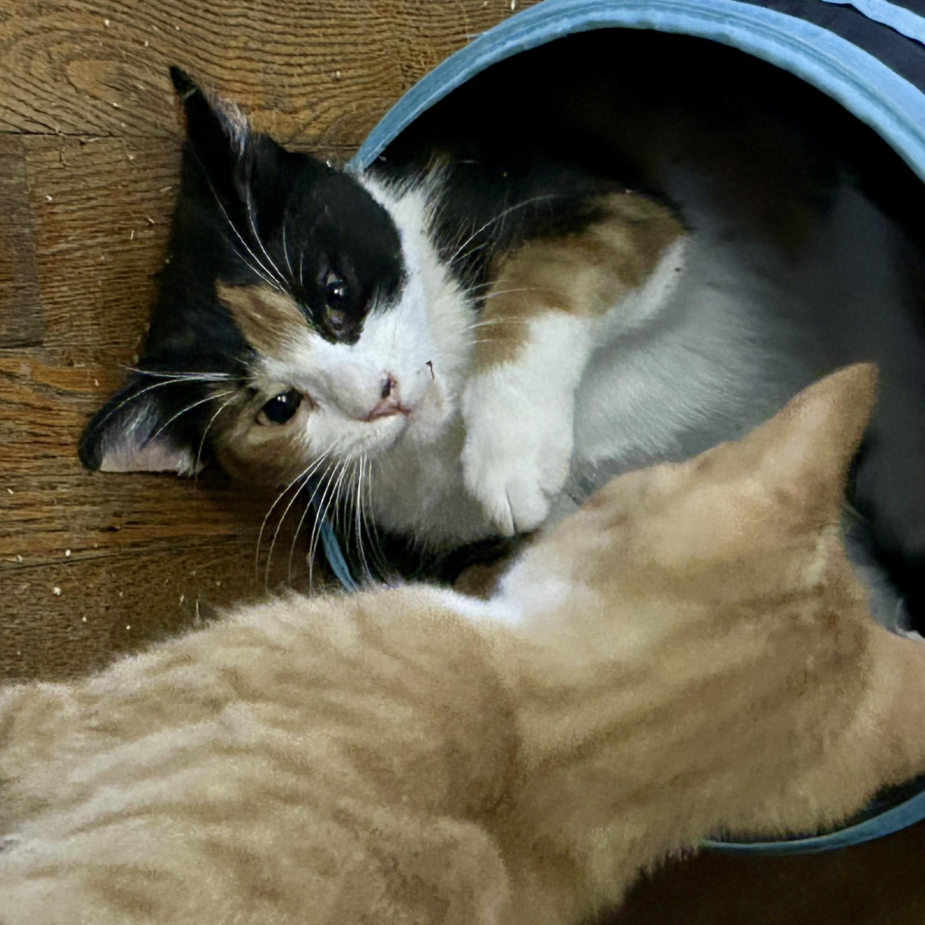 Heidi, a Adoptable Domestic Short Hair in Cleveland, OH image 3/3