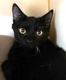 Enlarge TAZ, a Adoptable Domestic Short Hair in Brewster, MA image 1/1