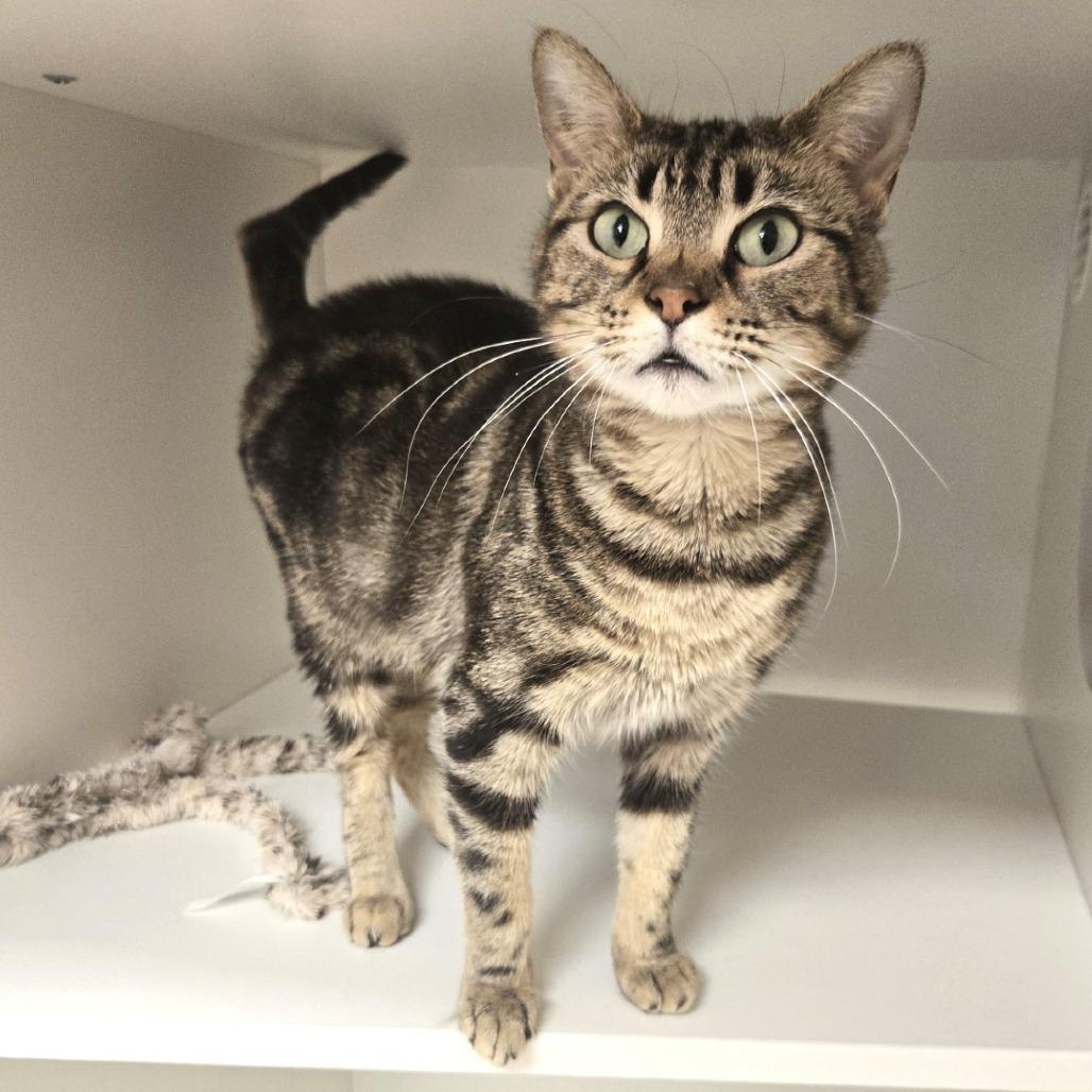 Cardamom, Adoptable, Adult Female Domestic Short Hair.