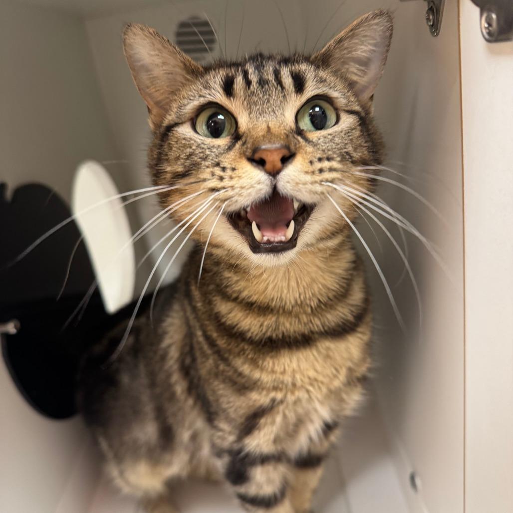 Enlarge Cardamom, a Adoptable Domestic Short Hair in Champaign, IL image 2/6