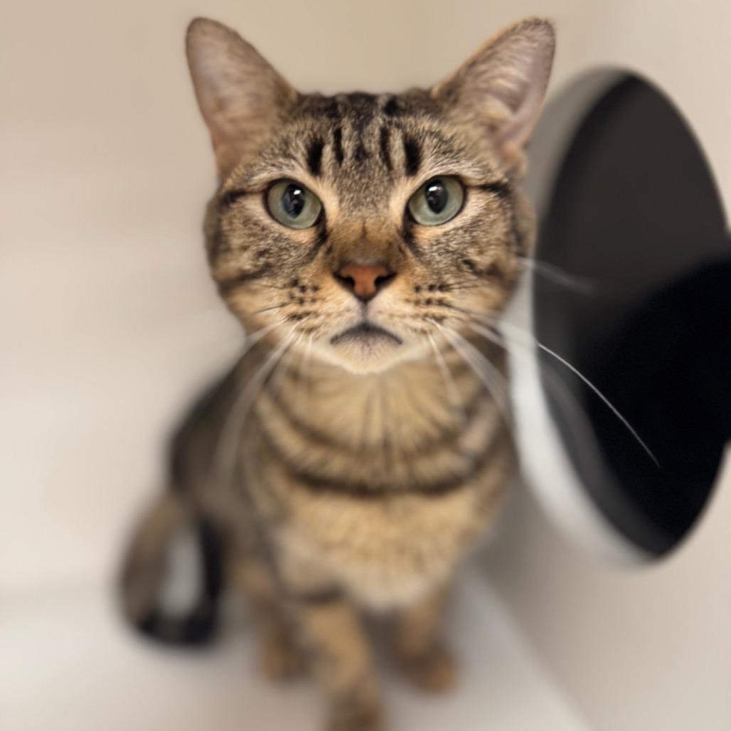 Enlarge Cardamom, a Adoptable Domestic Short Hair in Champaign, IL image 3/6