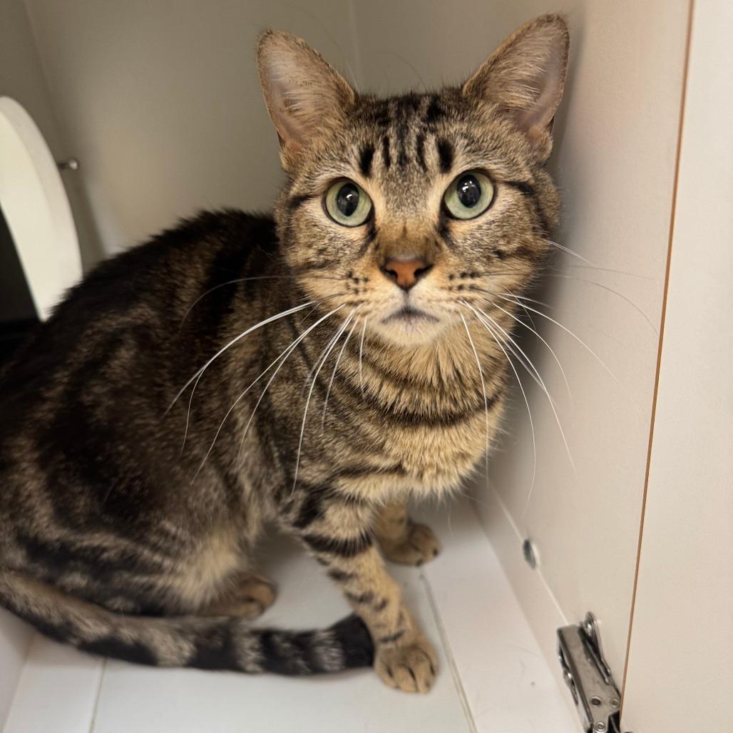 Enlarge Cardamom, a Adoptable Domestic Short Hair in Champaign, IL image 4/6