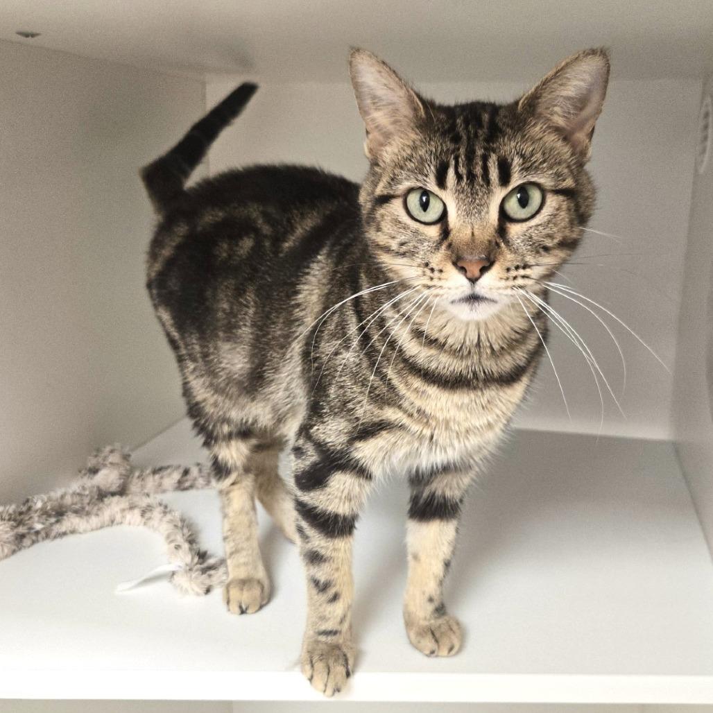 Enlarge Cardamom, a Adoptable Domestic Short Hair in Champaign, IL image 5/6