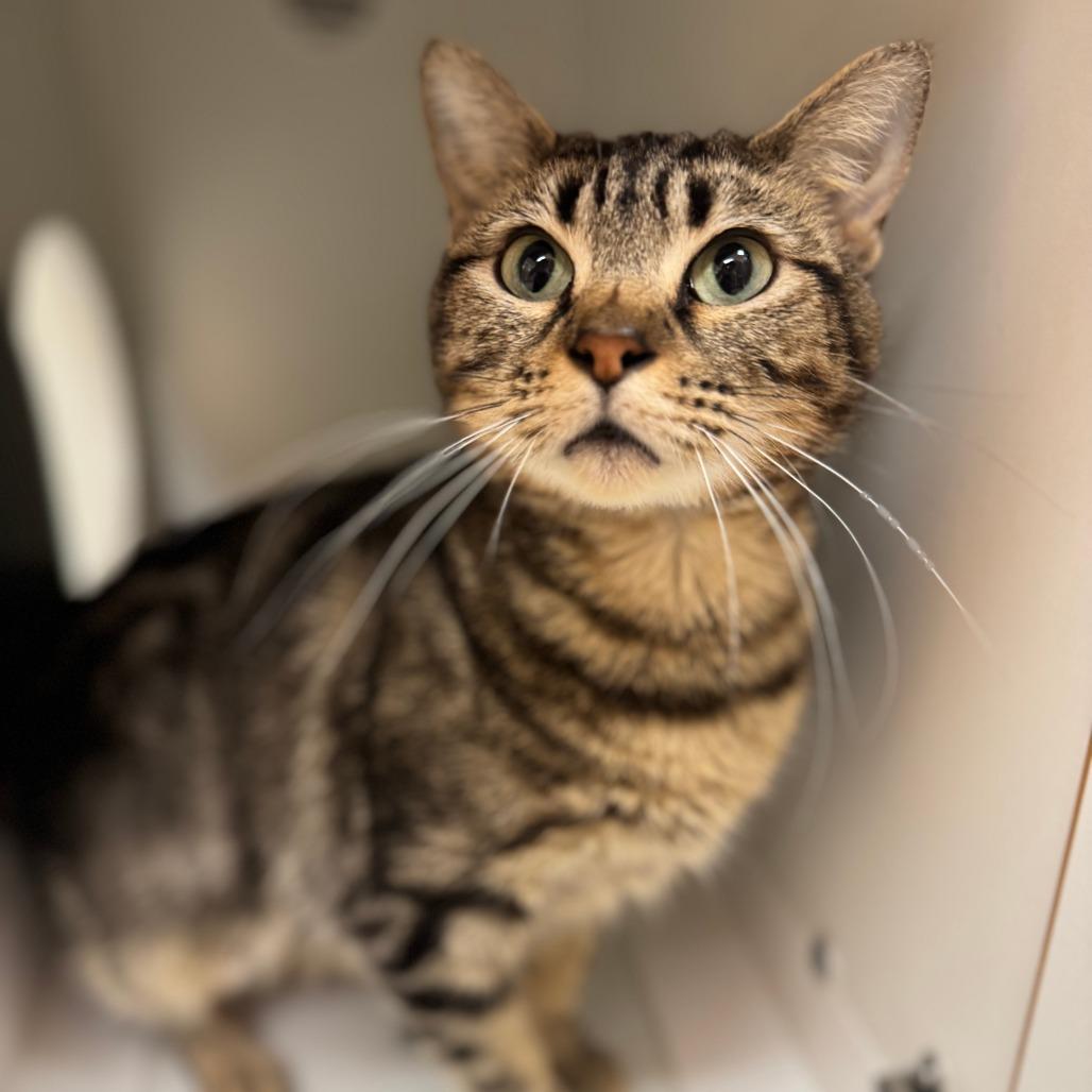 Enlarge Cardamom, a Adoptable Domestic Short Hair in Champaign, IL image 6/6