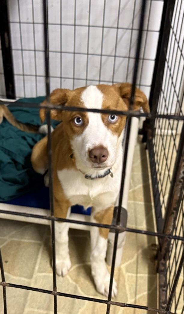 Enlarge Rolo, a ADOPTABLE mixed breed in Owensboro, KY image 3/3