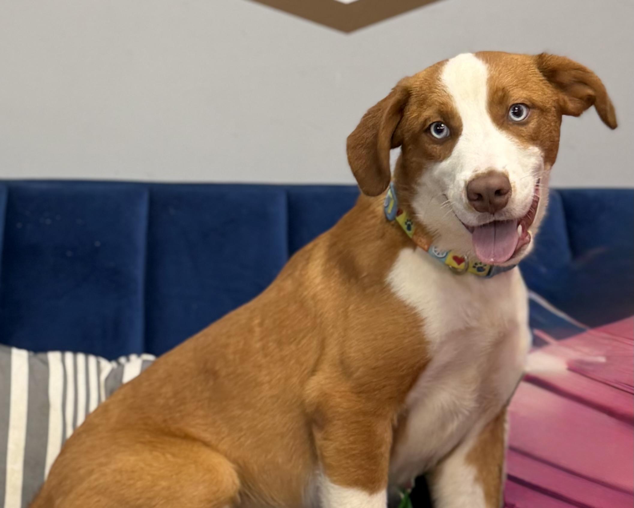 Rolo, ADOPTABLE, Puppy Male Australian Shepherd & Hound.