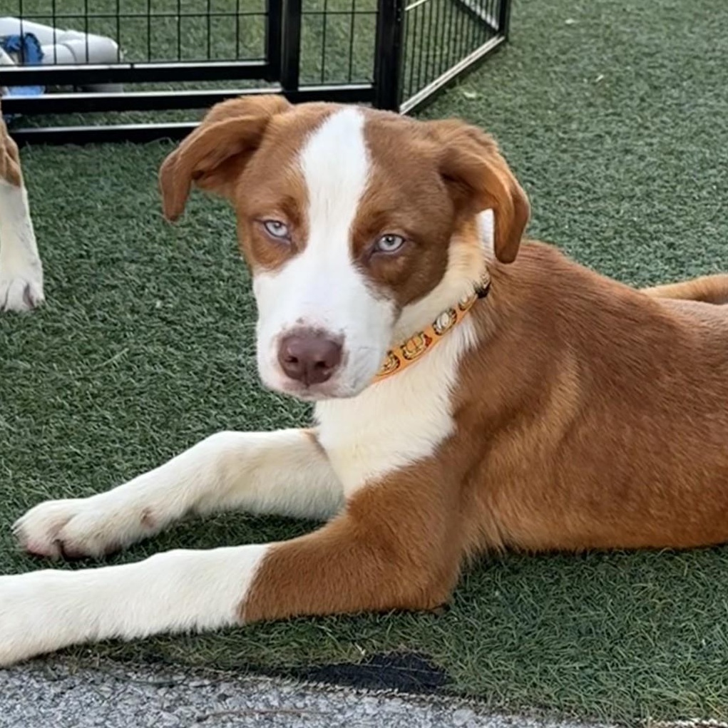 Enlarge Rolo, a ADOPTABLE mixed breed in Owensboro, KY image 2/3