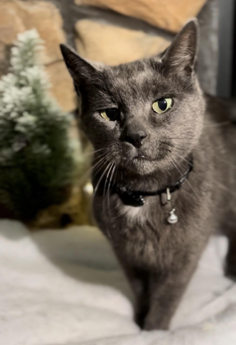 Earl Grey , adopted, Senior Male Domestic Short Hair.