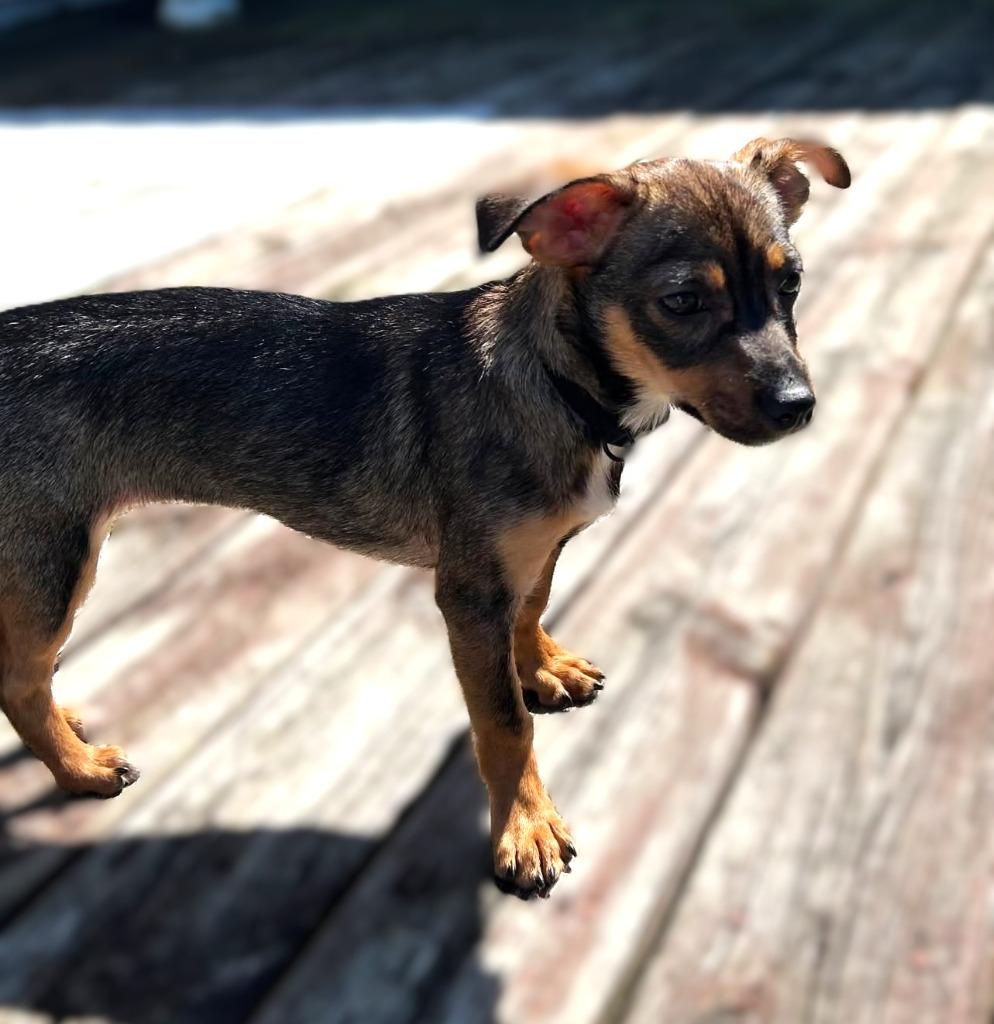 Enlarge Dolly- in a Foster Home, a Adoptable mixed breed in South Bend, IN image 1/2