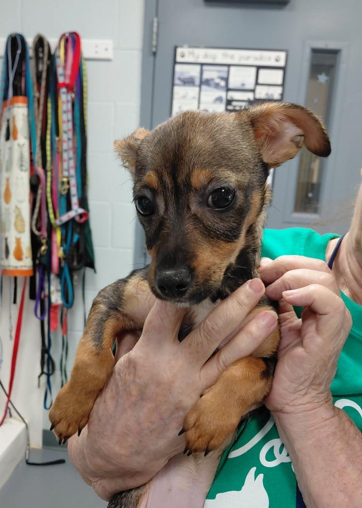 Enlarge Dolly- in a Foster Home, a Adoptable mixed breed in South Bend, IN image 2/2