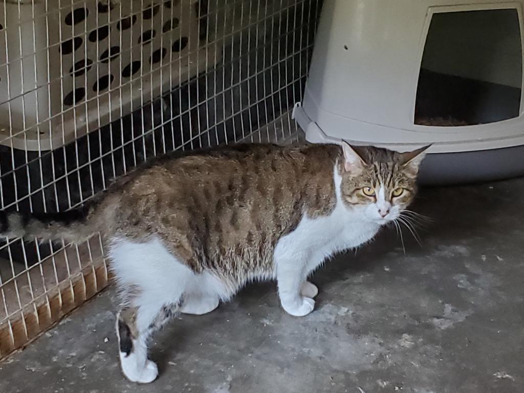 Enlarge Sally, a Adoptable Domestic Short Hair in Philippi, WV image 1/1