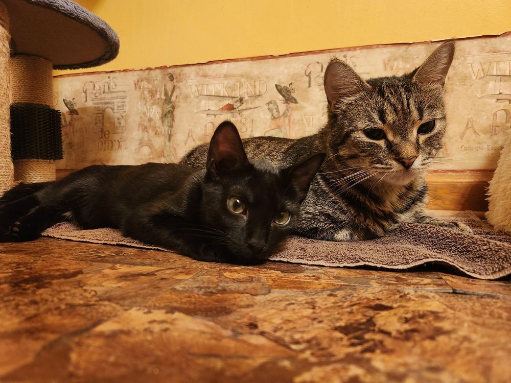 Mama Reina, Adoptable, Adult Female Domestic Short Hair.