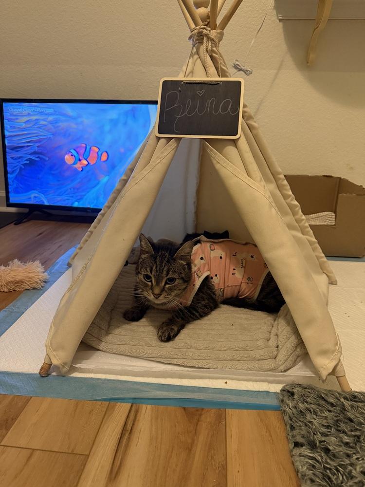 Mama Reina, a Adoptable Domestic Short Hair in Virginia Beach, VA image 1/6