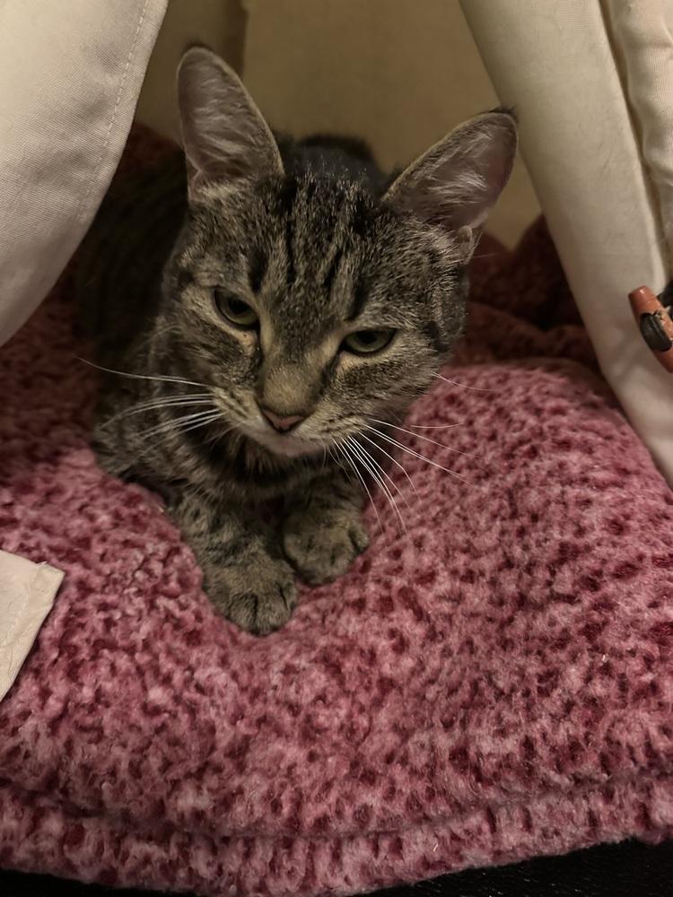 Mama Reina, a Adoptable Domestic Short Hair in Virginia Beach, VA image 2/6