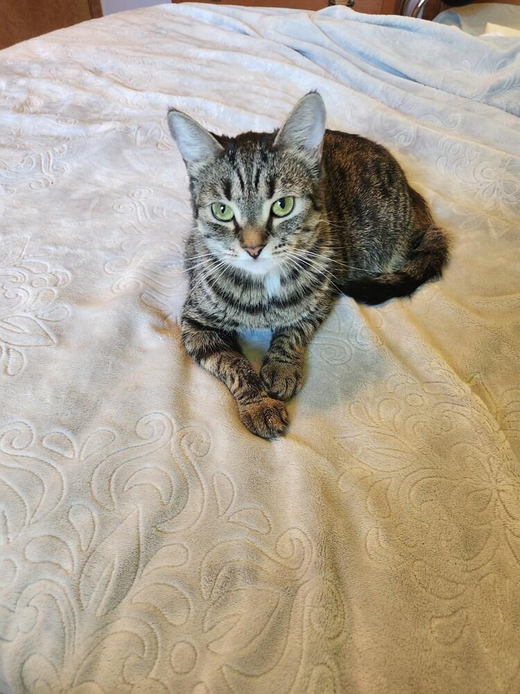 Mama Reina, a Adoptable Domestic Short Hair in Virginia Beach, VA image 2/6