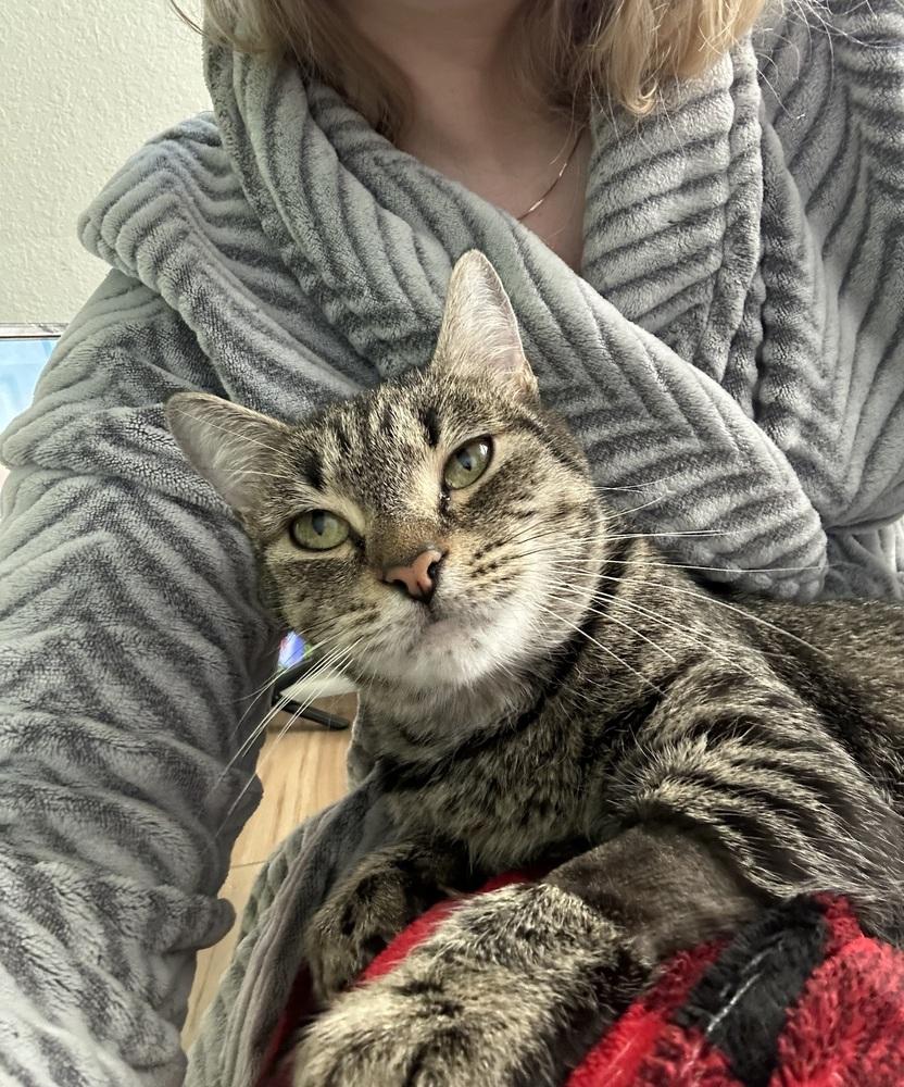 Mama Reina, a Adoptable Domestic Short Hair in Virginia Beach, VA image 3/6