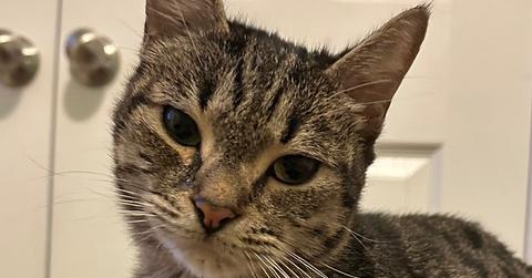 Mama Reina, Adoptable, Adult Female Domestic Short Hair.