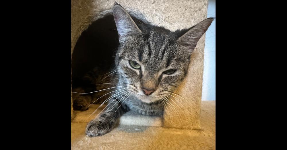 Mama Reina, a Adoptable Domestic Short Hair in Virginia Beach, VA image 5/6