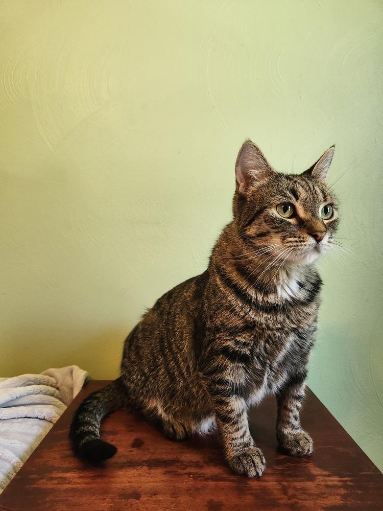 Mama Reina, a Adoptable Domestic Short Hair in Virginia Beach, VA image 5/6
