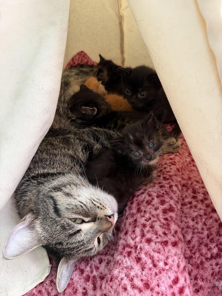 Mama Reina, a Adoptable Domestic Short Hair in Virginia Beach, VA image 6/6