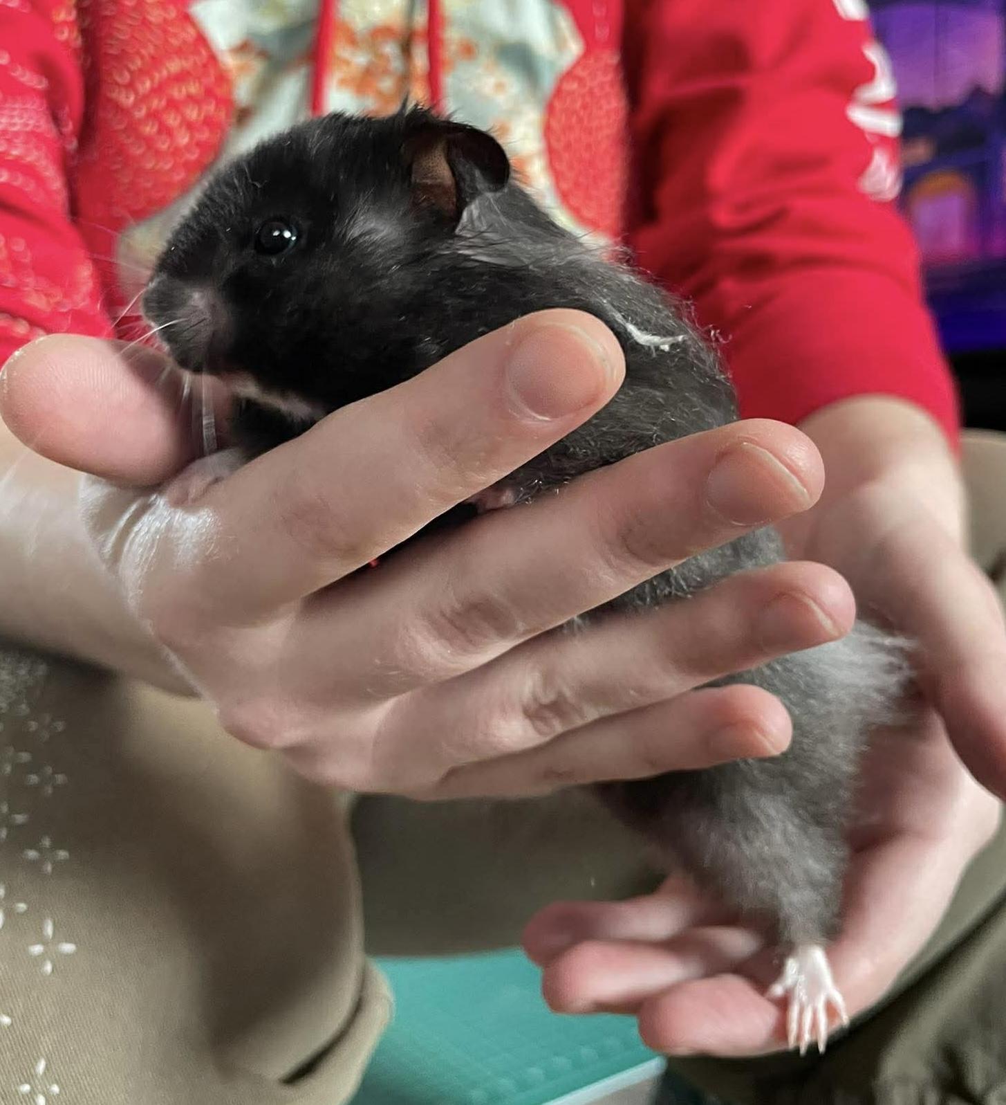 Enlarge Baby Boy Bobby, an adopted Hamster in Springfield, OR image 4/4